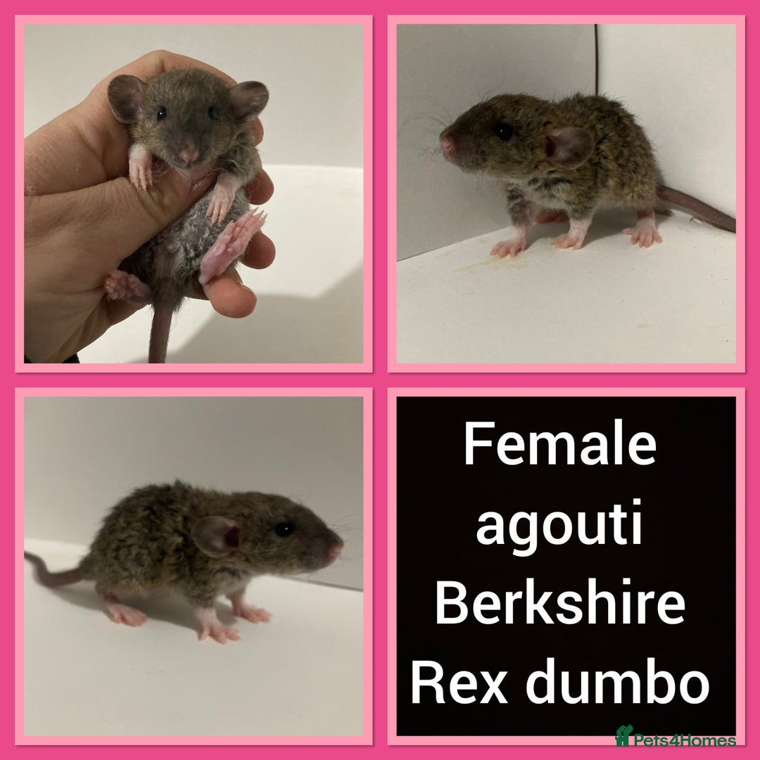 Rat rodents for sale: Adorable dumbo baby rates for sale ♥️ - Advert 4