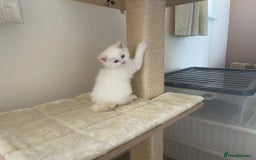 Ragdoll cats for sale: Four beautiful Ragdoll kittens available 🐾 - Image 7