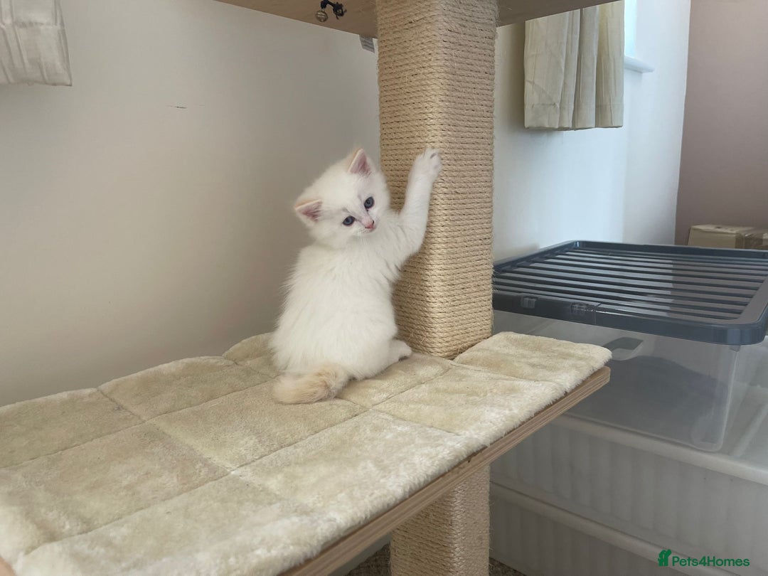 Ragdoll cats for sale: Four beautiful Ragdoll kittens available 🐾 - Image 7