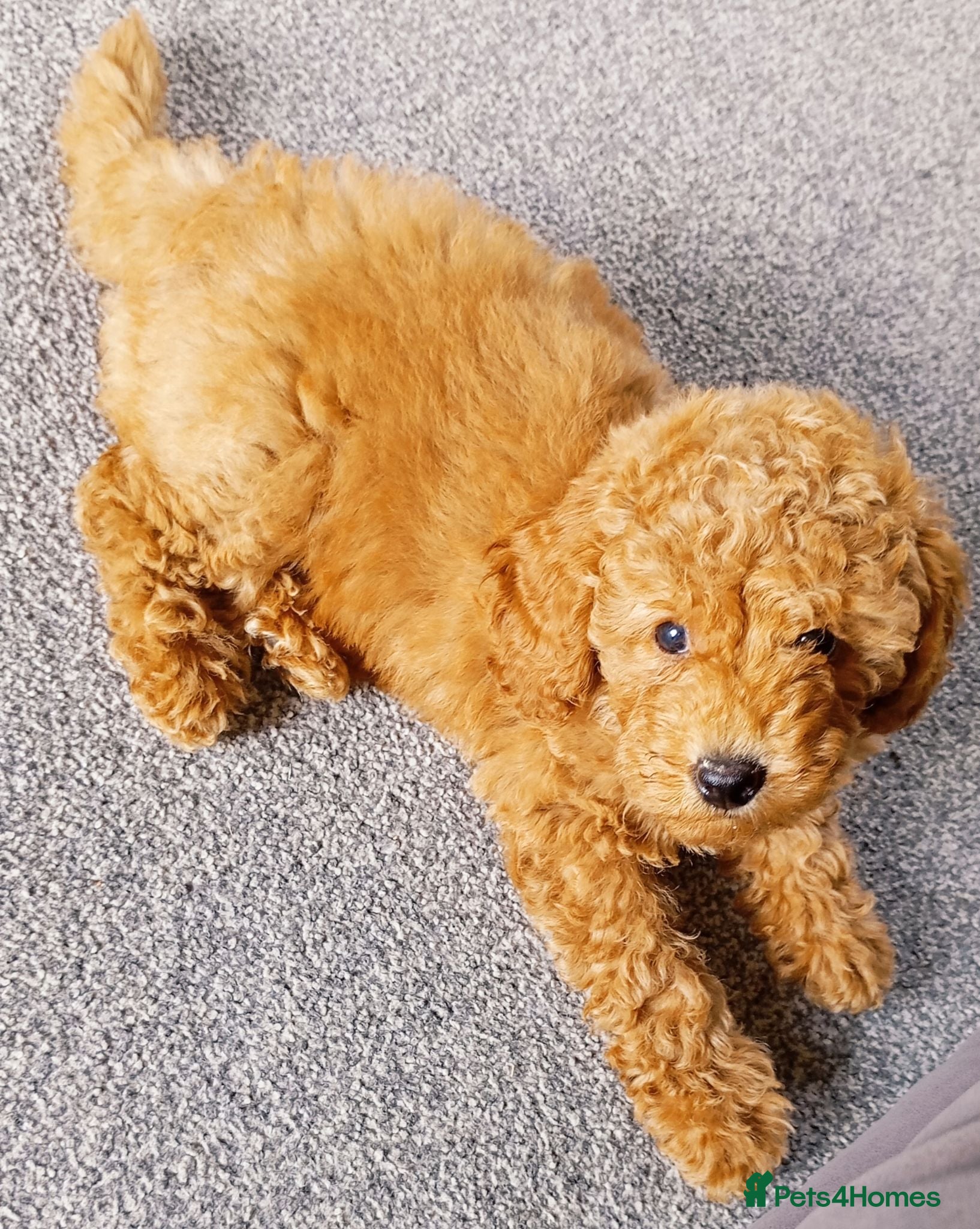 Mixed Breed dogs Beautiful 8 week old Female Poodle puppy - Advert 1