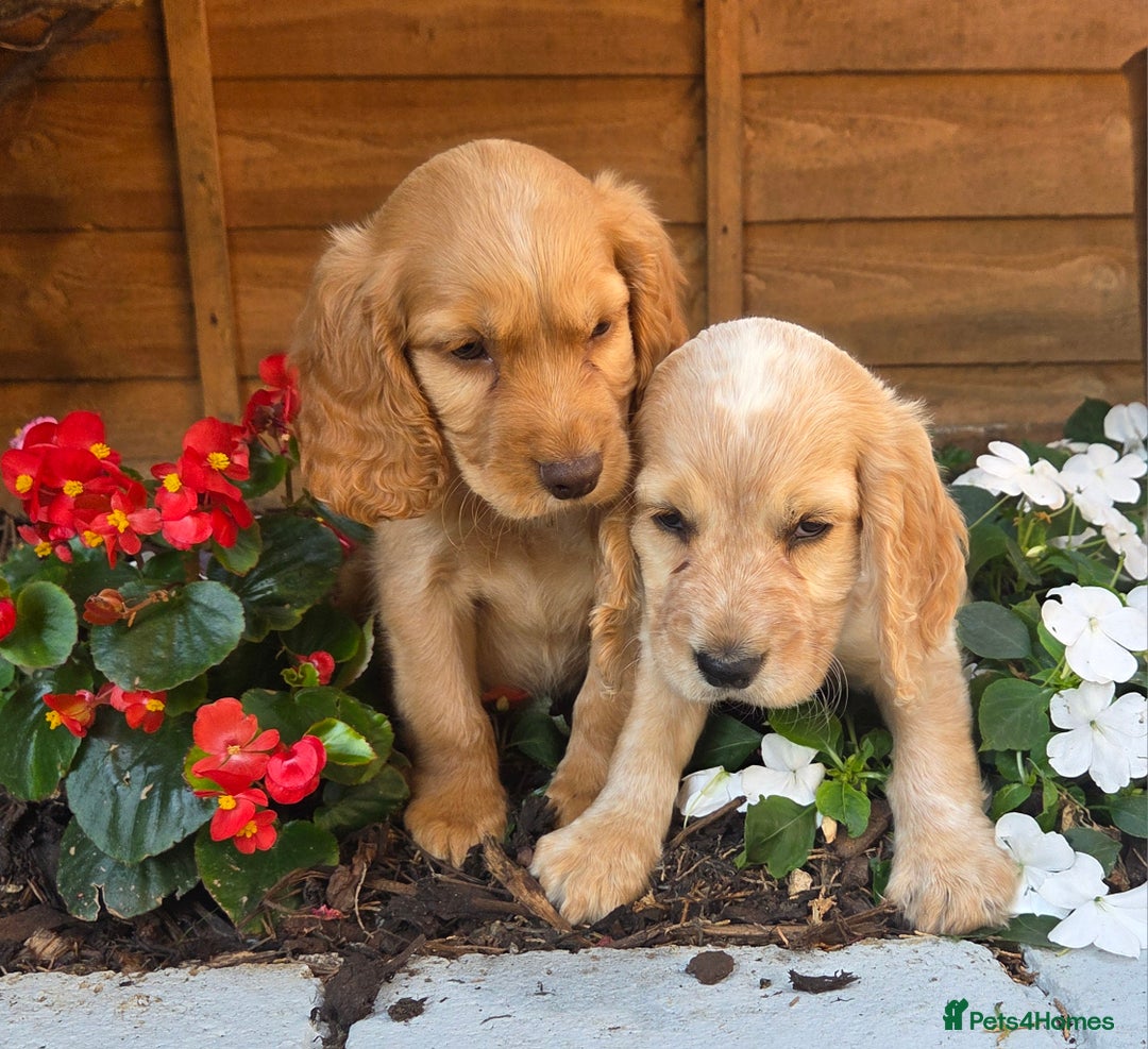 Cocker Spaniel dogs for sale: 2 beautiful working cocker spaniel pups  - Image 7