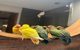Lovebirds birds for sale: Cuddly hand reared baby lovebirds - Image 11