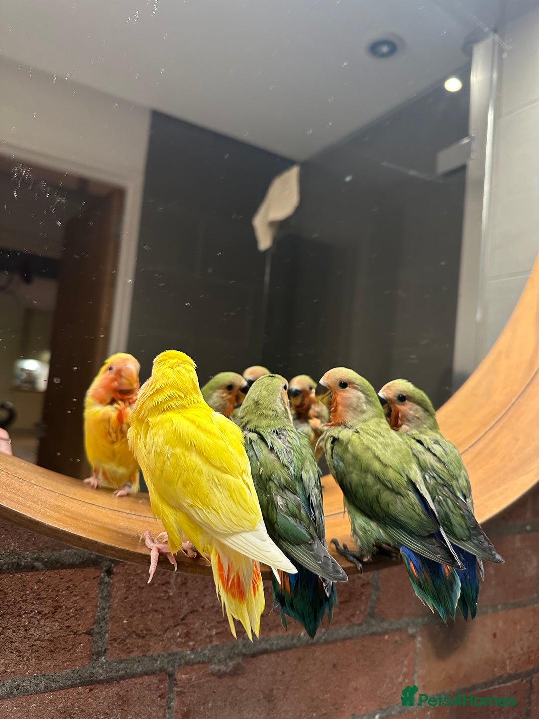 Lovebirds birds for sale: Cuddly hand reared baby lovebirds - Image 11