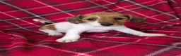 Jack Russell dogs for sale: JACK RUSSELL PUPPIES  - Advert 1