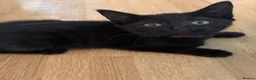 Mixed Breed cats for sale:  Kittens - Advert 19