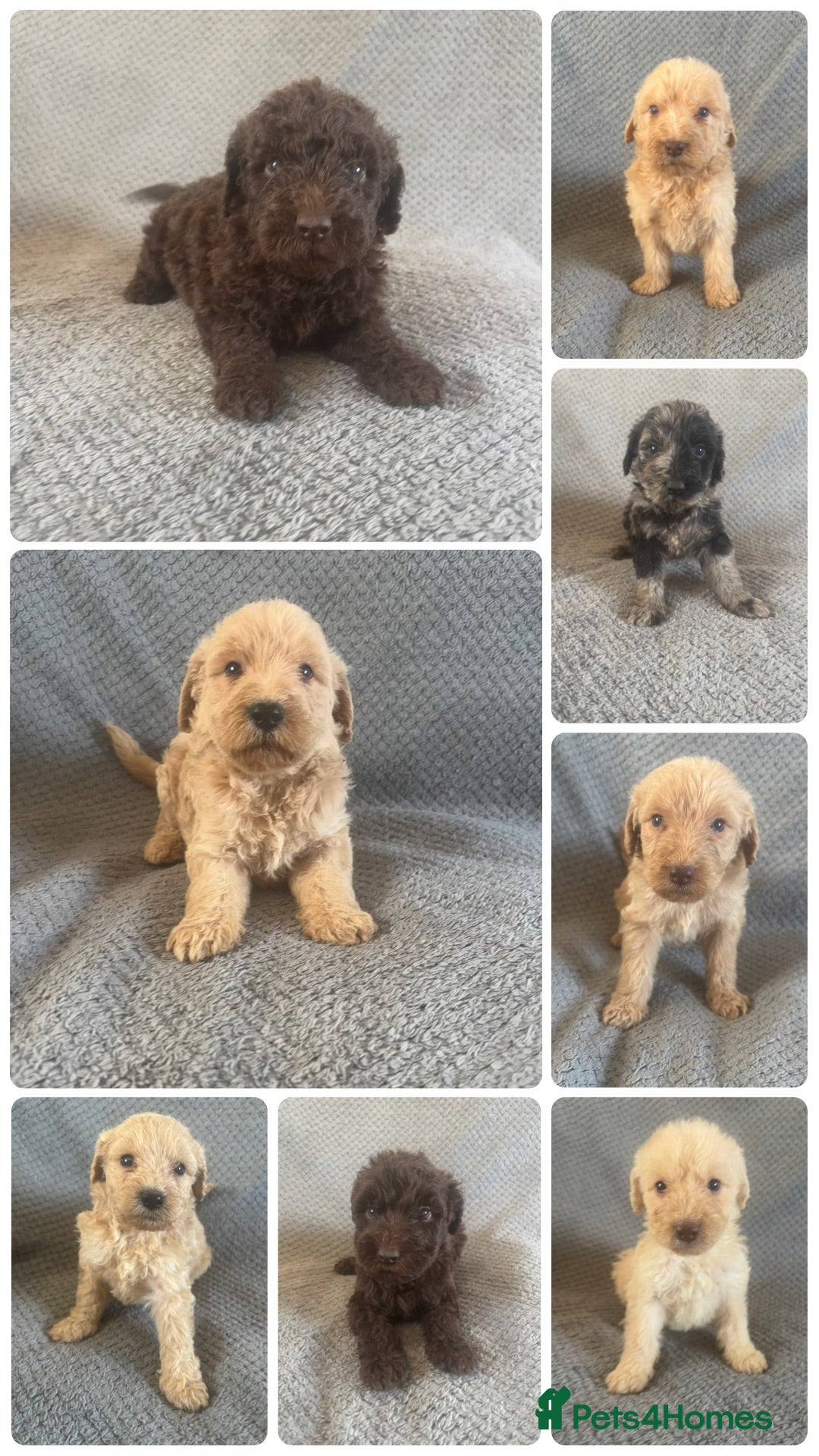 Labradoodle dogs Labradoodle Puppies  - Advert 1