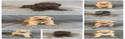 Labradoodle dogs for sale: Labradoodle Puppies  in Market Drayton - Advert 1