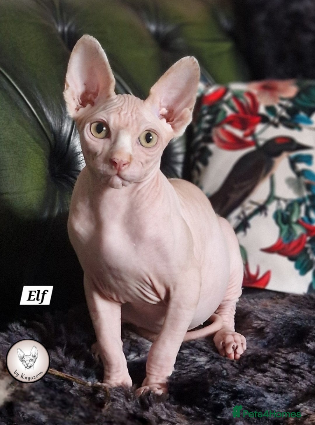Canadian Sphynx Sphynx Cat Rescue Near Me Hairless Cats Odd Eyed