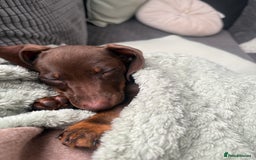 Dachshund dogs for sale: Honey and Mapple  - Image 5