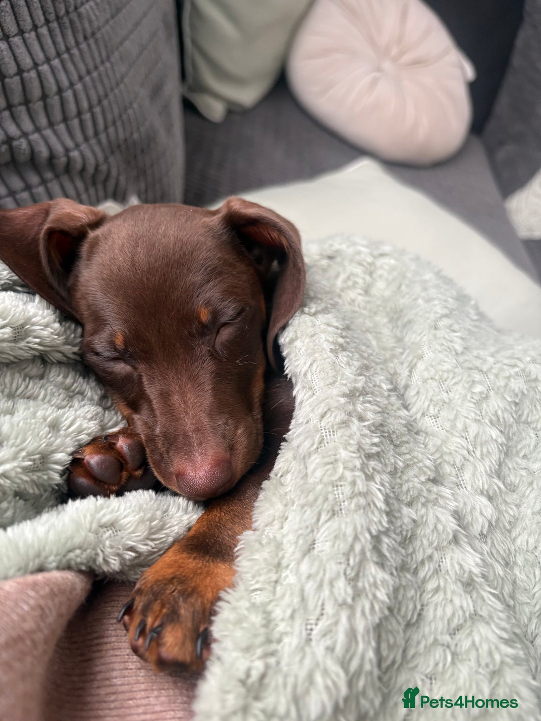 Dachshund dogs for sale: Honey and Mapple  - Image 5