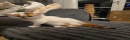 Mixed Breed cats for sale: White ginger and bronze fluffy girl - Advert 18