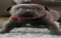 Staffordshire Bull Terrier dogs for sale: Paws Above The Rest  - Image 39