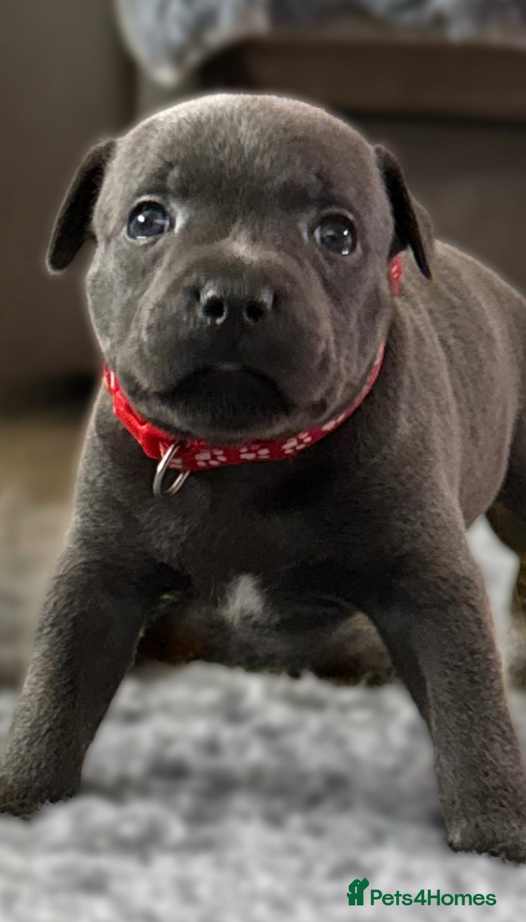 Staffordshire Bull Terrier dogs for sale: Paws Above The Rest  - Image 39