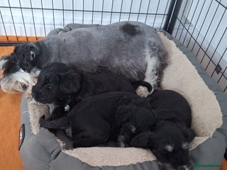 Miniature Schnauzer dogs - Advert 4