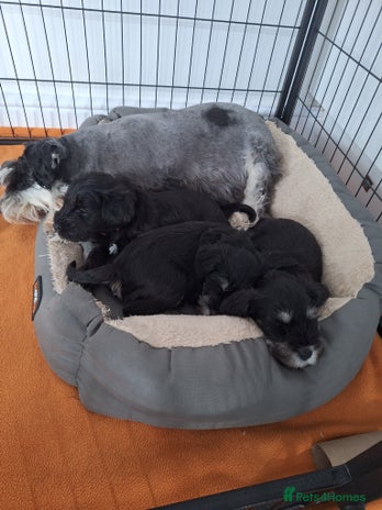 Miniature Schnauzer dogs - Advert 8