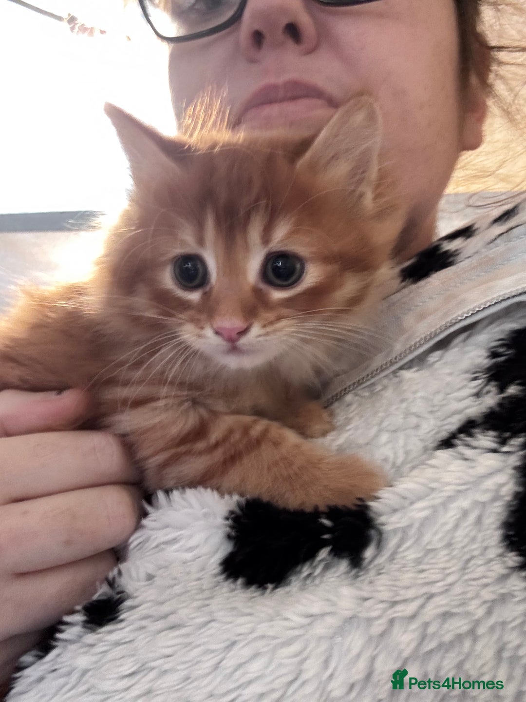 British Longhair cats for sale: Fluffy ginger & black and white kittens - Image 3