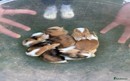 Tri Coloured Dutch rabbits for sale: Tricoloured Dutch Rabbits - Image 7