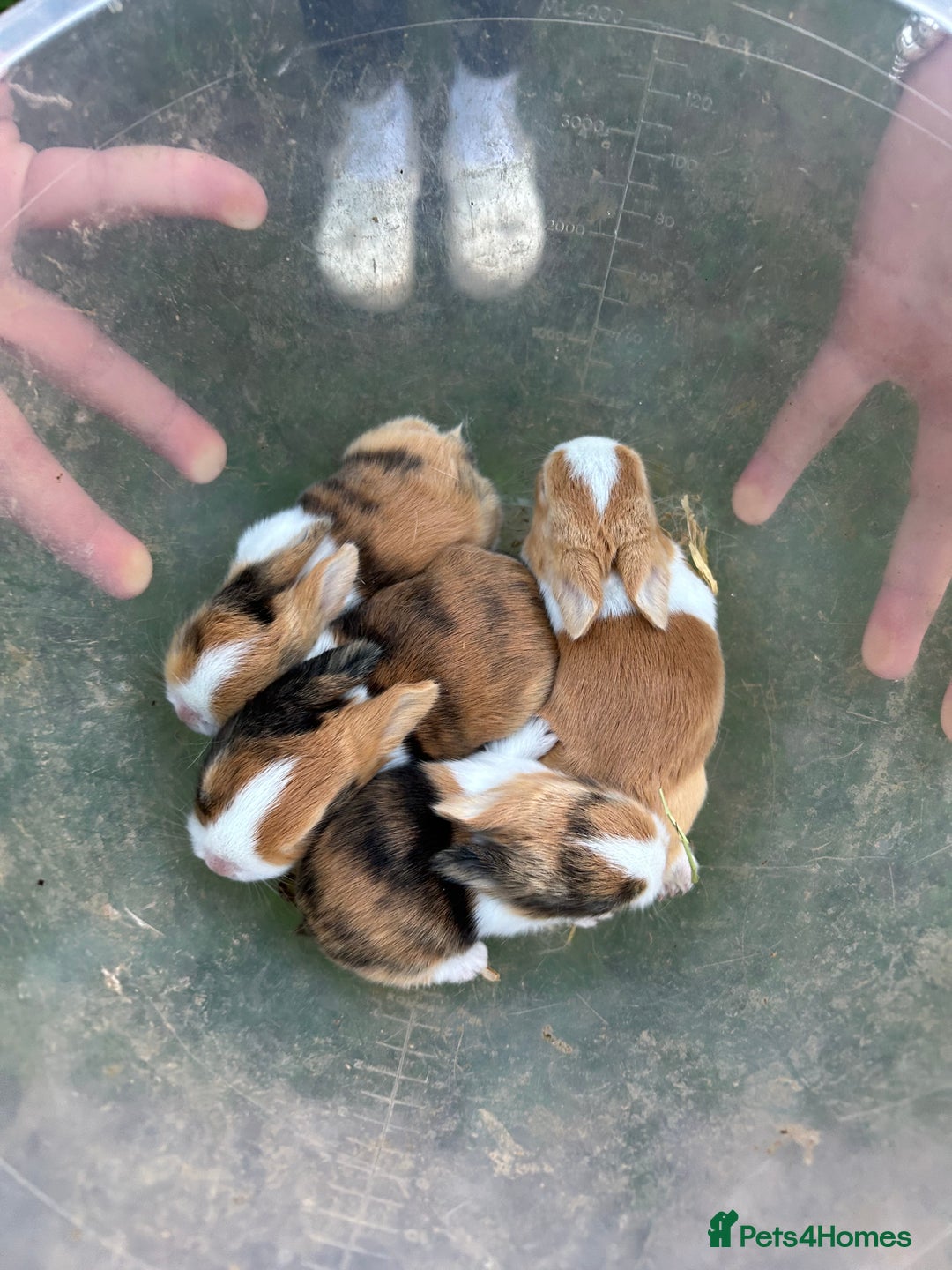 Tri Coloured Dutch rabbits for sale: Tricoloured Dutch Rabbits - Image 7