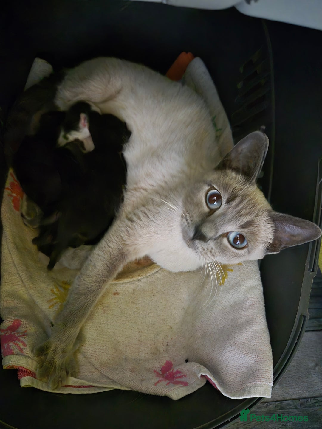 Mixed Breed cats for sale: 4 x Kittens - Image 6