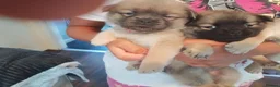 Mixed Breed dogs for sale: Chugs  in Tipton - Advert 5
