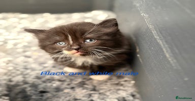 Maine Coon cats - Advert 7