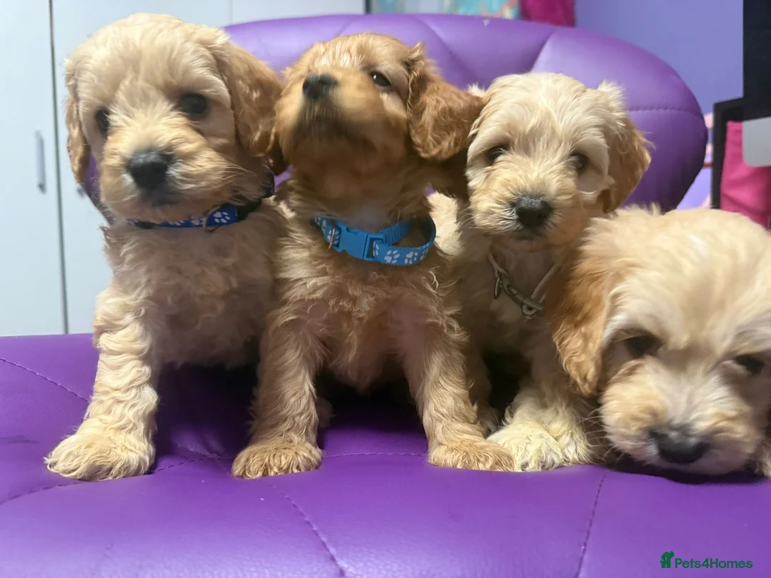Cockapoo dogs for sale: Beautiful puppies  - Advert 29