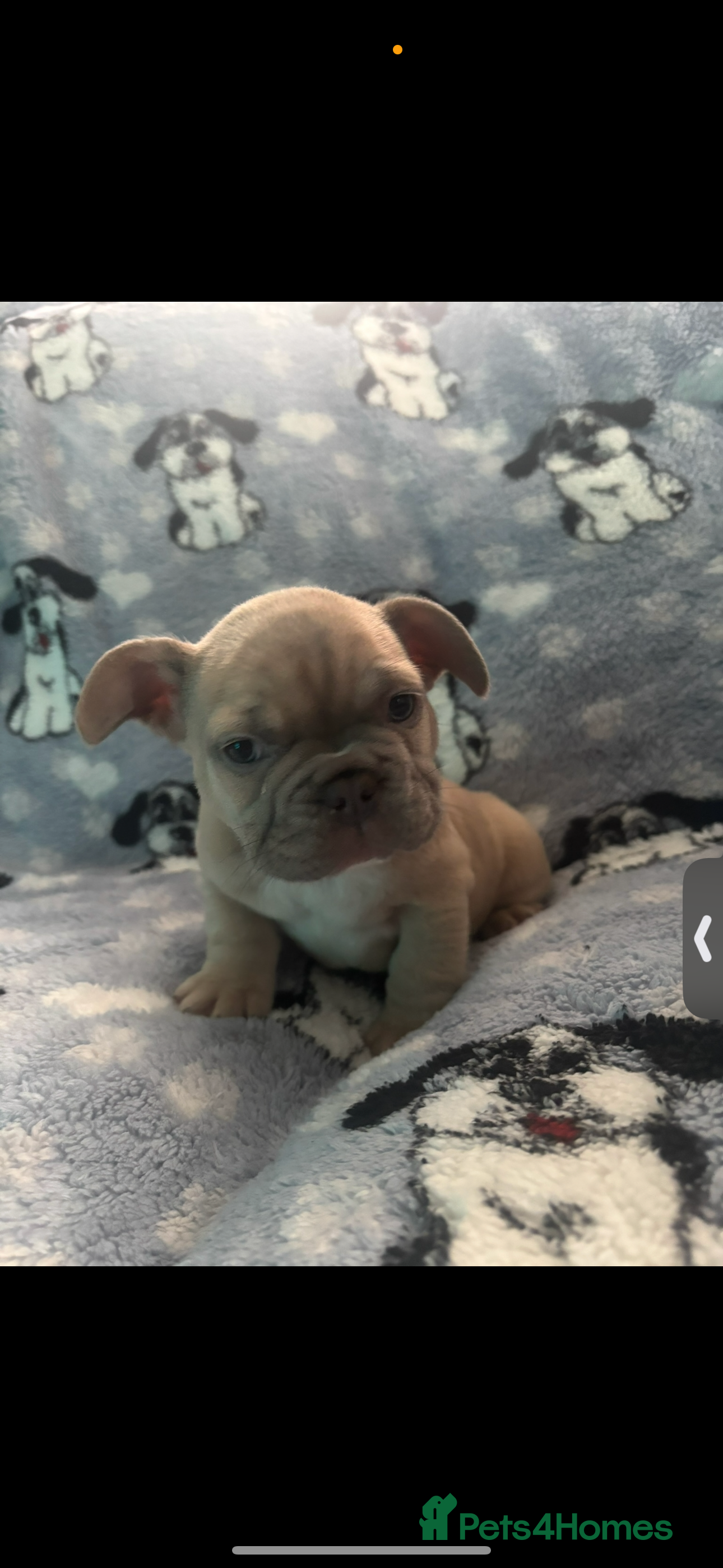 French Bulldog dogs French bulldog puppys - Advert 5