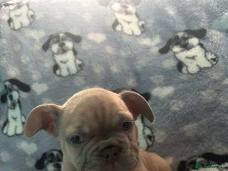 French Bulldog dogs French bulldog puppys - Advert 15