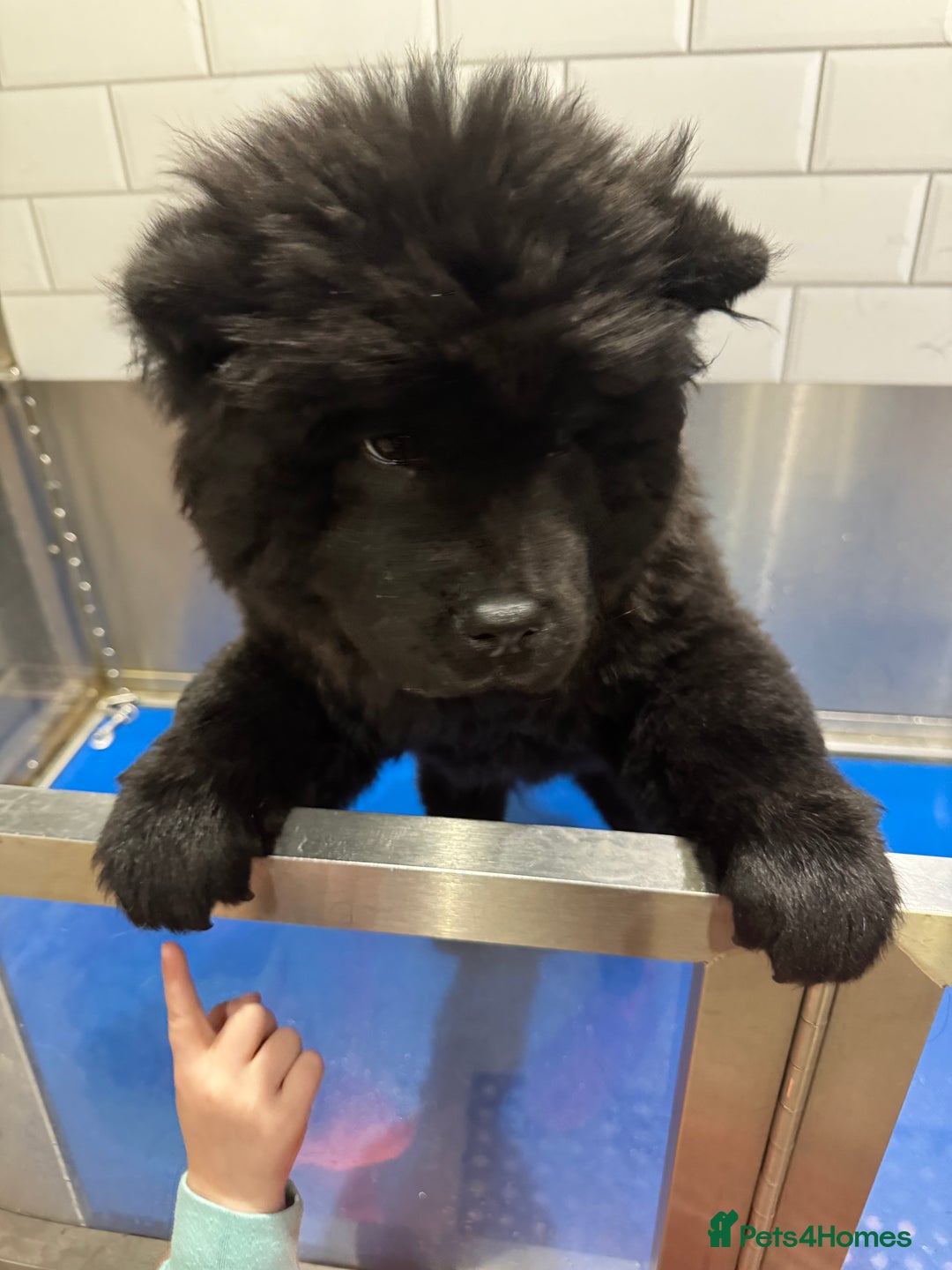 Chow Chow dogs for sale: chow chow 1.5 year old  - Image 3