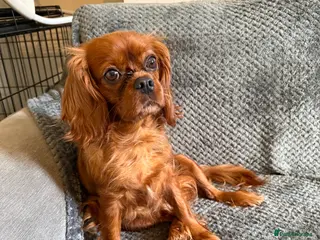 Cavalier King Charles Spaniel dogs Lovely Cavalier - Advert 1