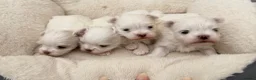 Maltese dogs for sale: One Beautiful Korean Maltese boy left for sale 🐾  - Advert 17