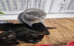 Mixed Breed cats for sale: Mixed short hair £30 - Advert 5