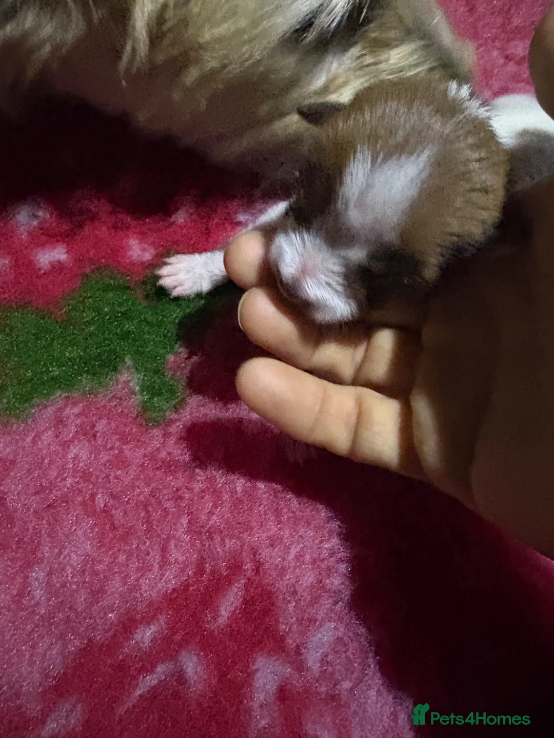 Mixed Breed dogs for sale: Puppy for sale  - Advert 10