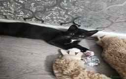 British Shorthair cats for sale: 4 beautiful kittens for sale  - Image 12