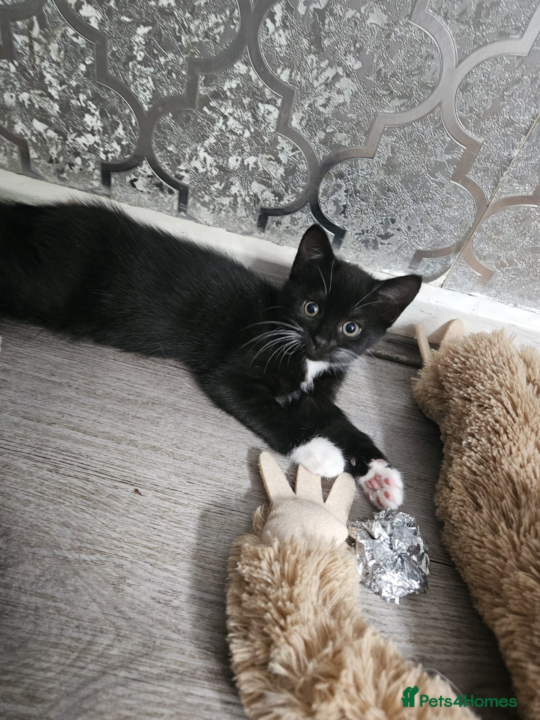 British Shorthair cats for sale: 4 beautiful kittens for sale  - Image 12