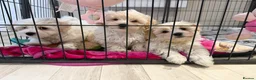 Maltipoo dogs for sale: Beautiful happy health tested Maltipoo fur babies  - Advert 12