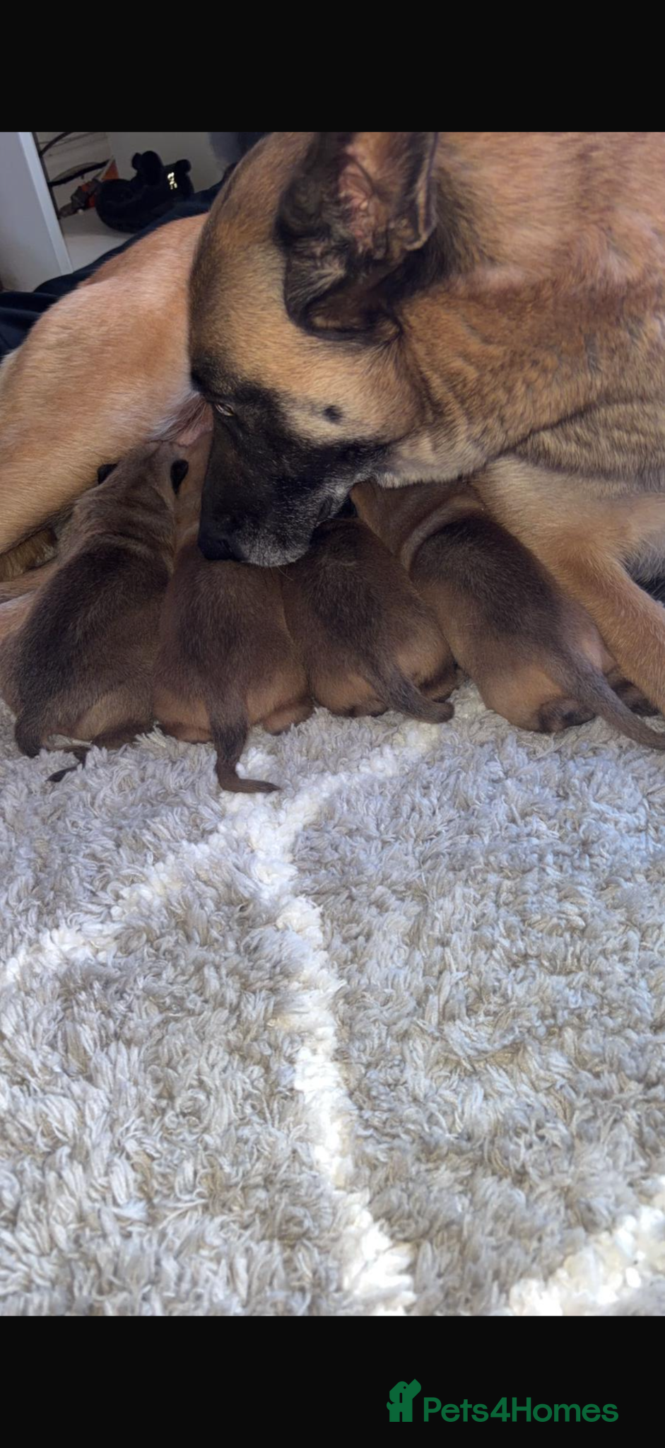 Mixed Breed dogs Bullherder Pups for Sale - Advert 2