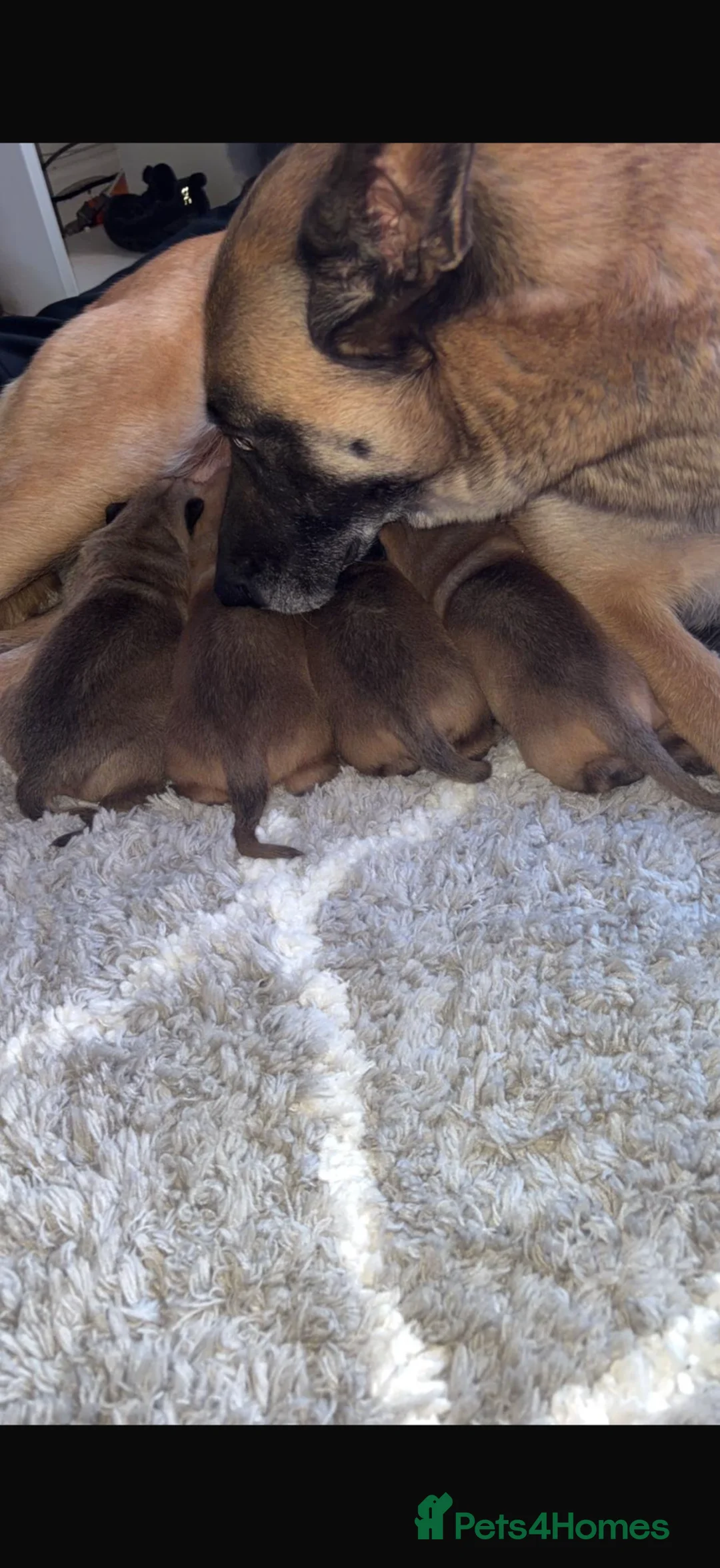 Mixed Breed dogs for sale: Bullherder Pups for Sale in Hartlepool - Advert 2