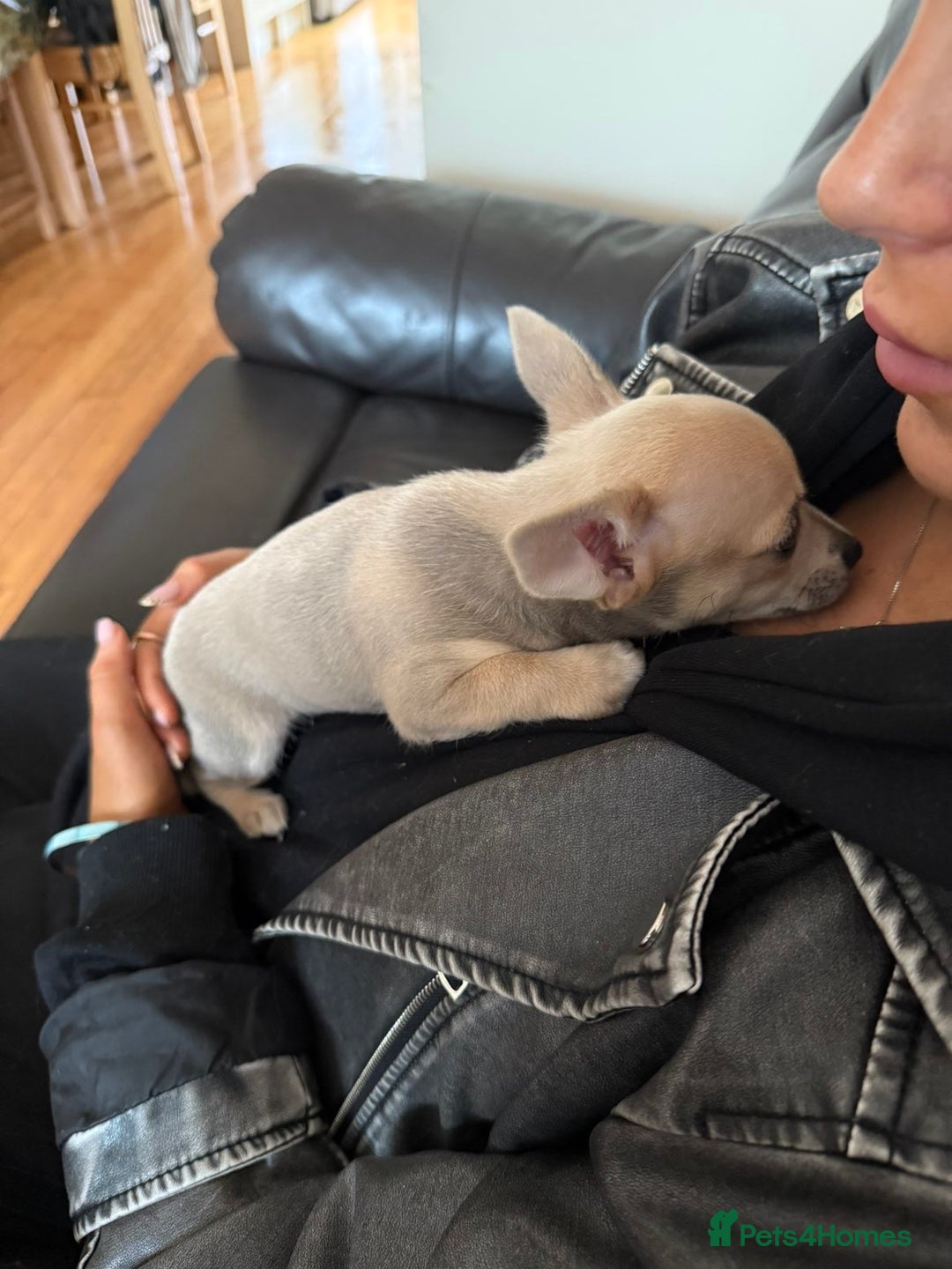 Chihuahua dogs for sale: Female Chihuahua  - Image 9