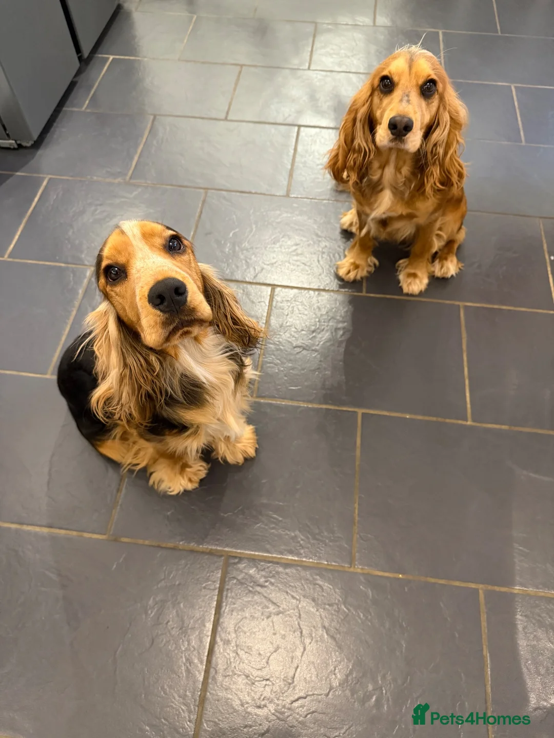 Cocker Spaniel dogs for sale: 2 cocker spaniels for sale - Advert 1