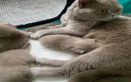 British Shorthair cats for sale: LAST 2 FEMALE kittens British shorthair kittens  in Maidstone - Image 15