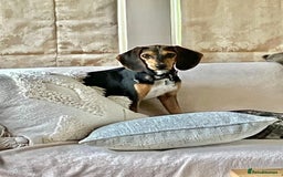 Mixed Breed dogs for adoption: Toyah Sweet gentle small girl - Image 7