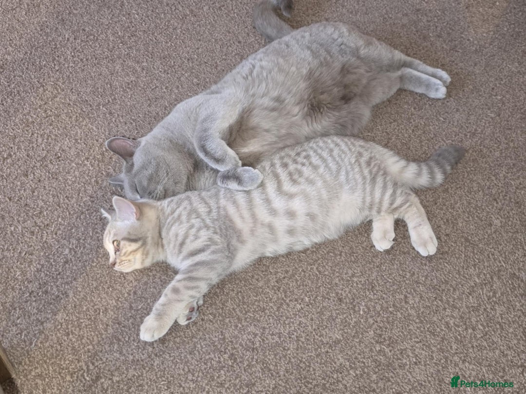 British Shorthair cats for sale: Lilac cream male kitten - Image 4