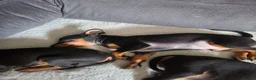 Mixed Breed dogs for sale: Miniature Pinscher Puppies For Sale - Advert 8
