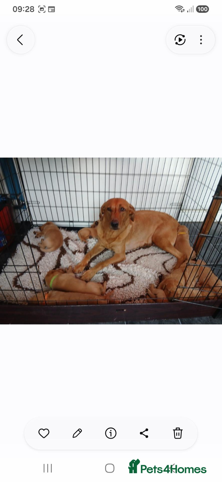 Labrador Retriever dogs Kc registered fully health tested puppies  - Advert 1
