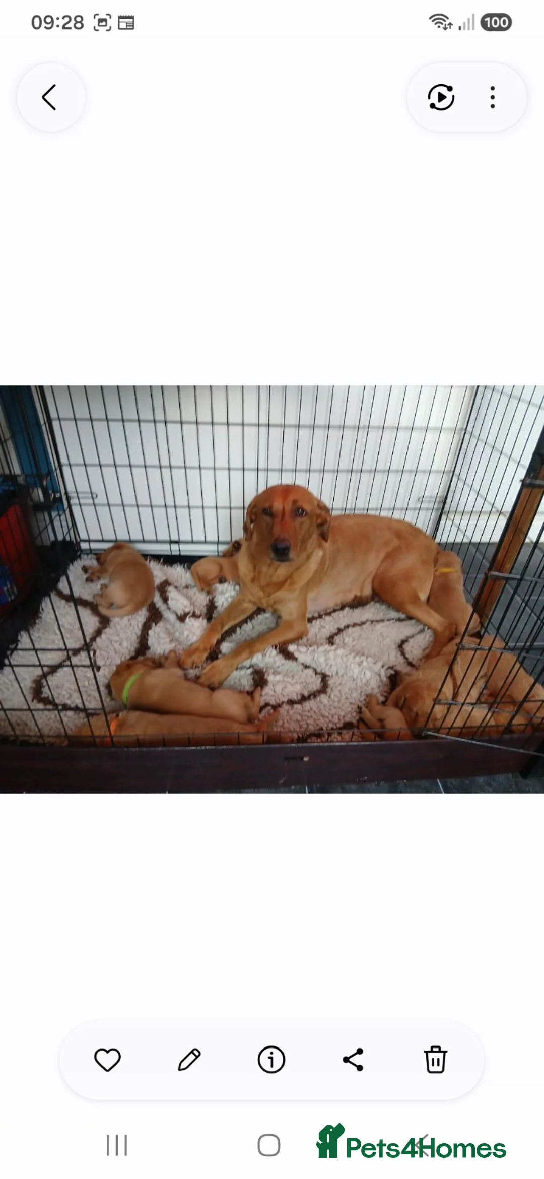 Labrador Retriever dogs for sale: Kc registered fully health tested puppies  in Barnsley - Advert 1