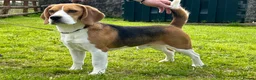 Beagle dogs for stud: CHAMPION BREEDING, DNA TESTED CLEAR BEAGLE STUD in Cardigan - Advert 3