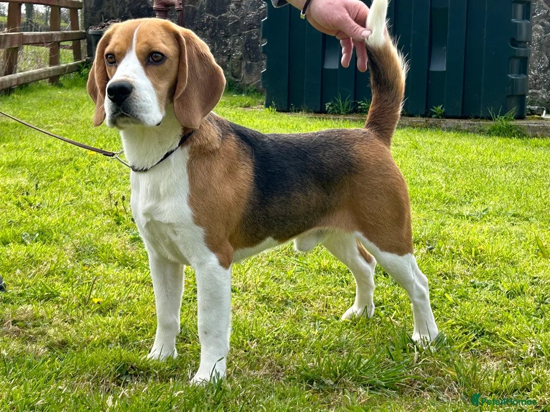 Beagle dogs for stud: CHAMPION BREEDING, DNA TESTED CLEAR BEAGLE STUD in Cardigan - Advert 3