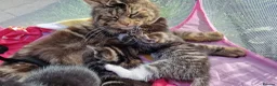 Mixed Breed cats for sale: Mix breed kittens, ip3  - Advert 6