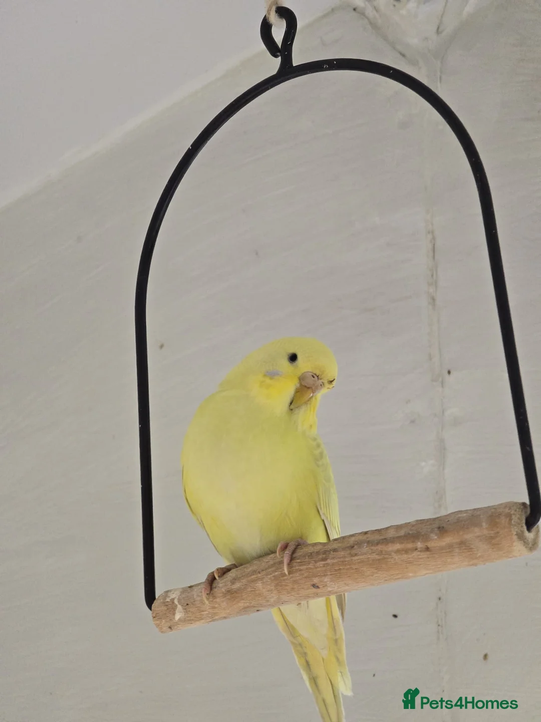 Budgerigars birds for sale: 4 female budgies for sale in Doncaster - Advert 4